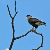 El Calafate - Caracara